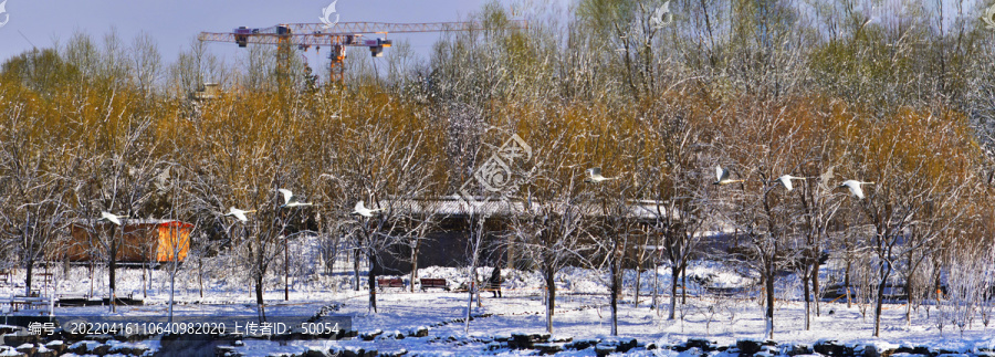 北京南海子天鹅湖雪景