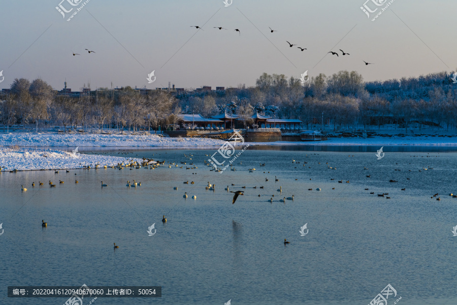 北京南海子天鹅湖雪景