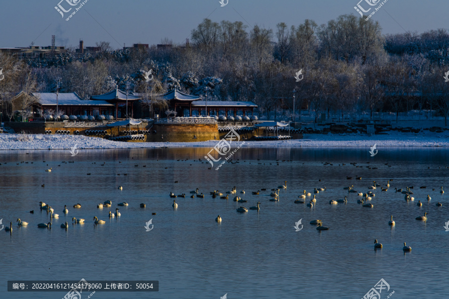 北京南海子天鹅湖雪景