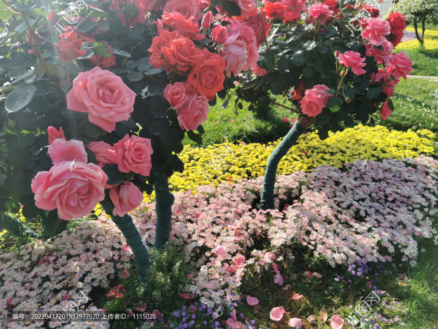 月季花