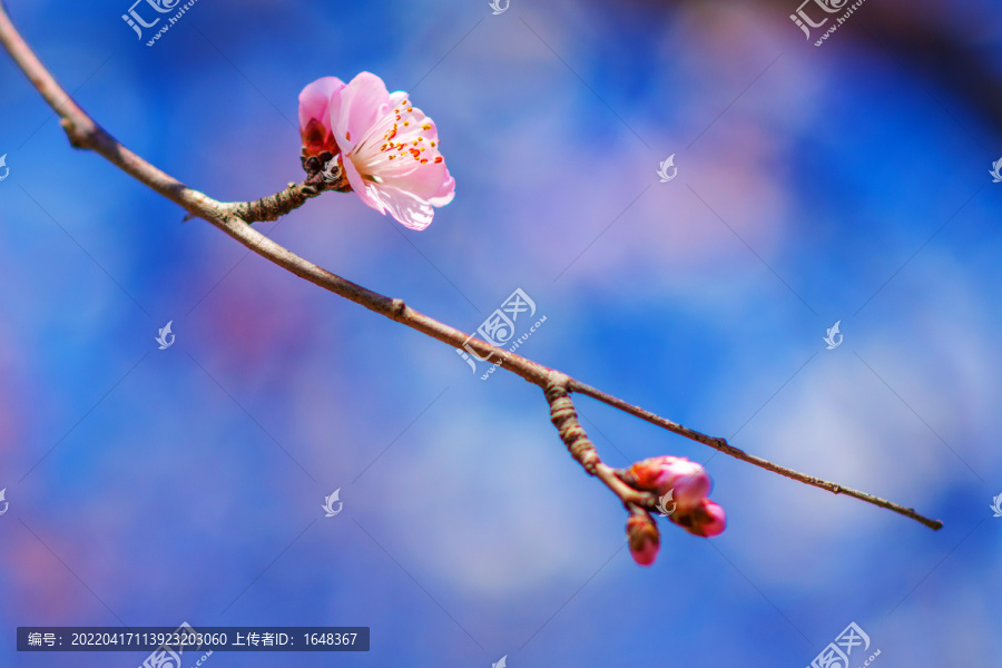 树枝上一朵盛开的杏花与花骨朵