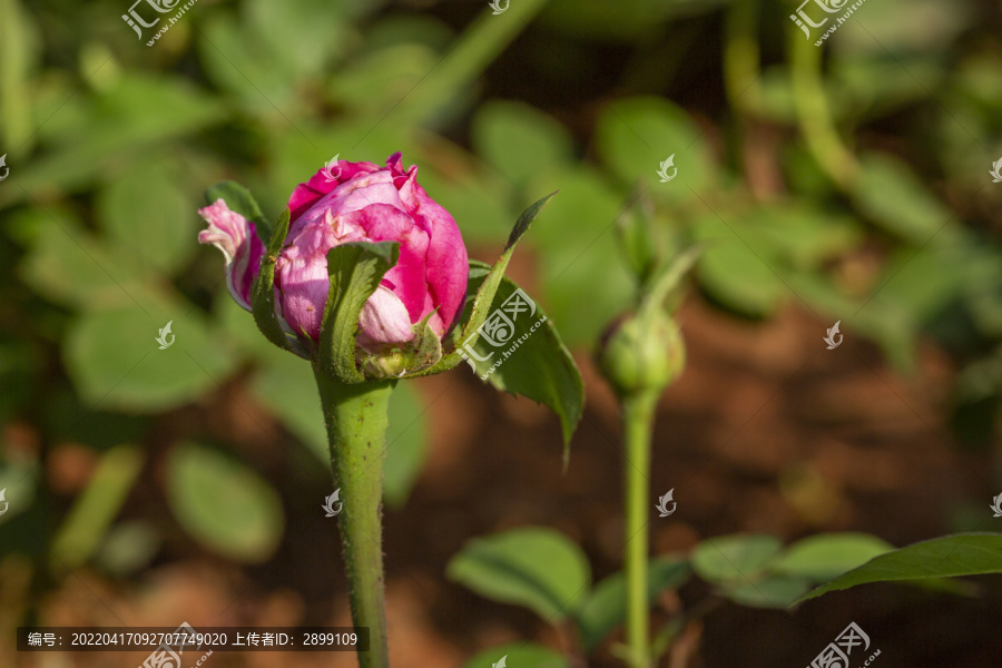 大富贵月季花