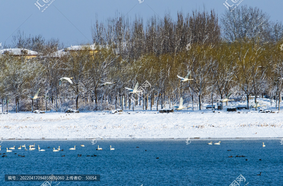 北京大兴南海子天鹅湖雪景