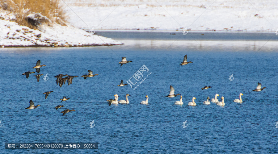 天鹅湖雪景