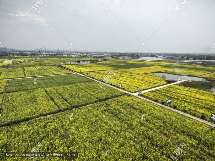 浙江兰溪岩头村油菜花田航拍