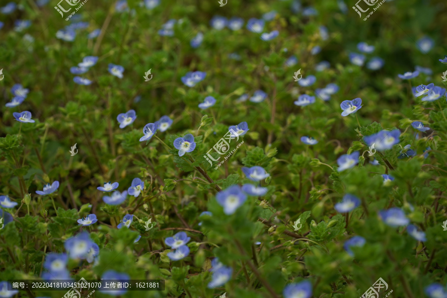 猪草小蓝花