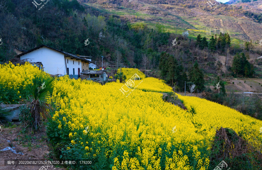 汇湾大河湾油菜