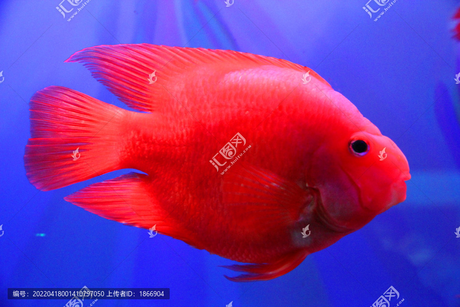 红色鹦鹉鱼