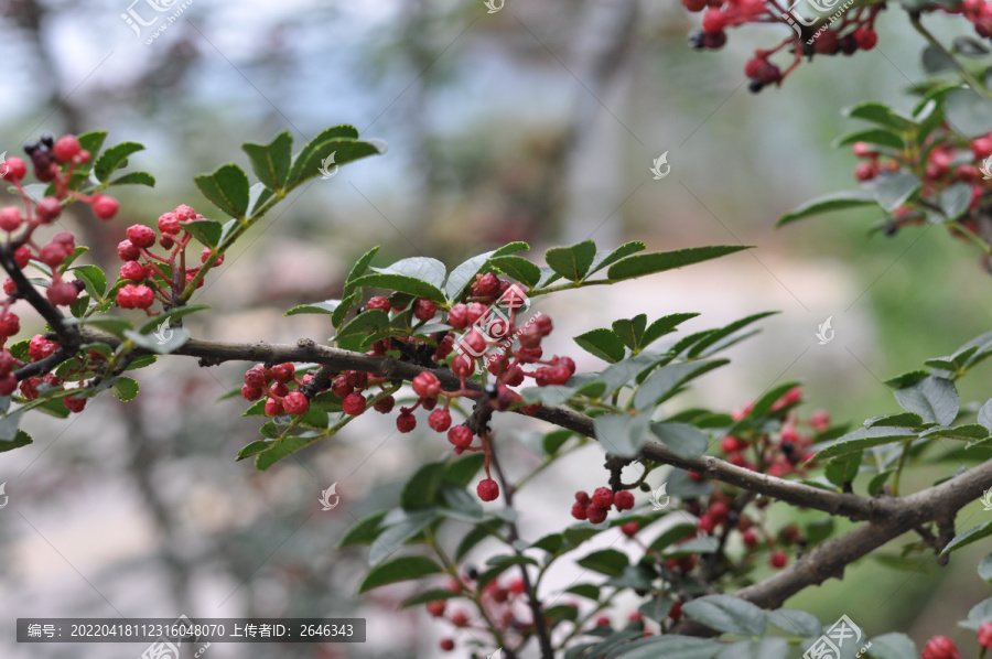 茂汶花椒茂汶大红袍花椒树