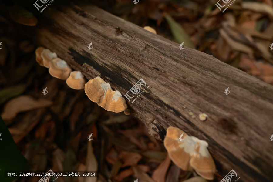 枯木蘑菇