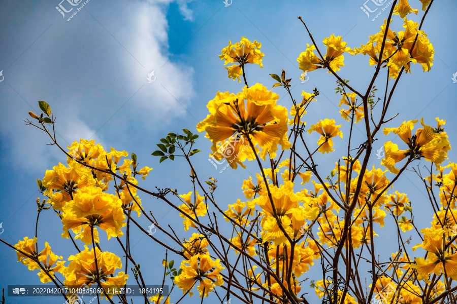 蓝天背景下的黄色花