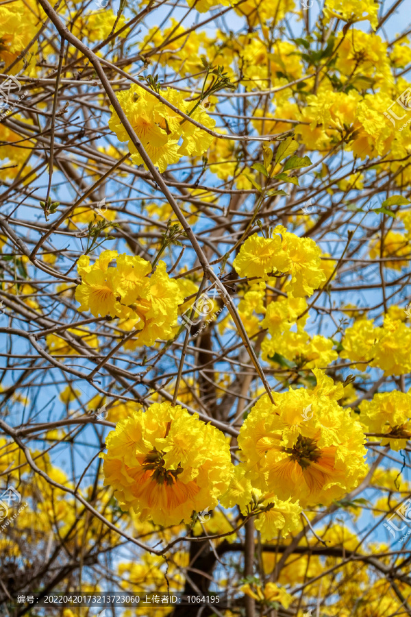 美丽的花朵