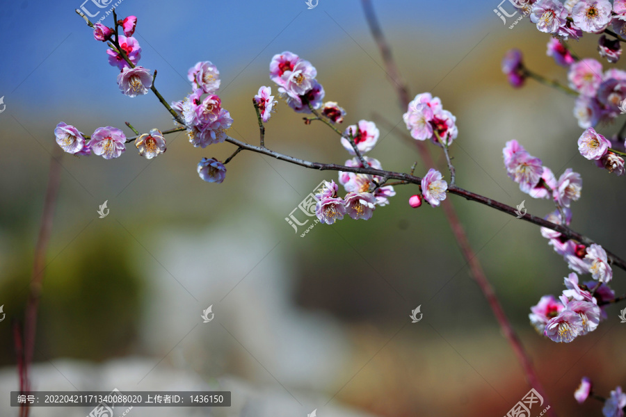 梅花素材