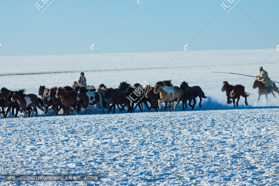 草原冬季雪原蒙古族套马马群