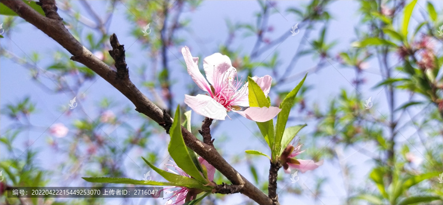 桃花