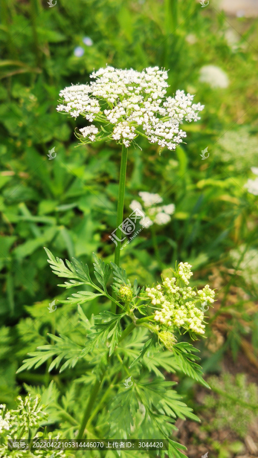 蛇床胡萝卜花