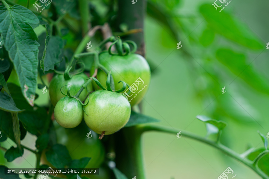 绿色西红柿