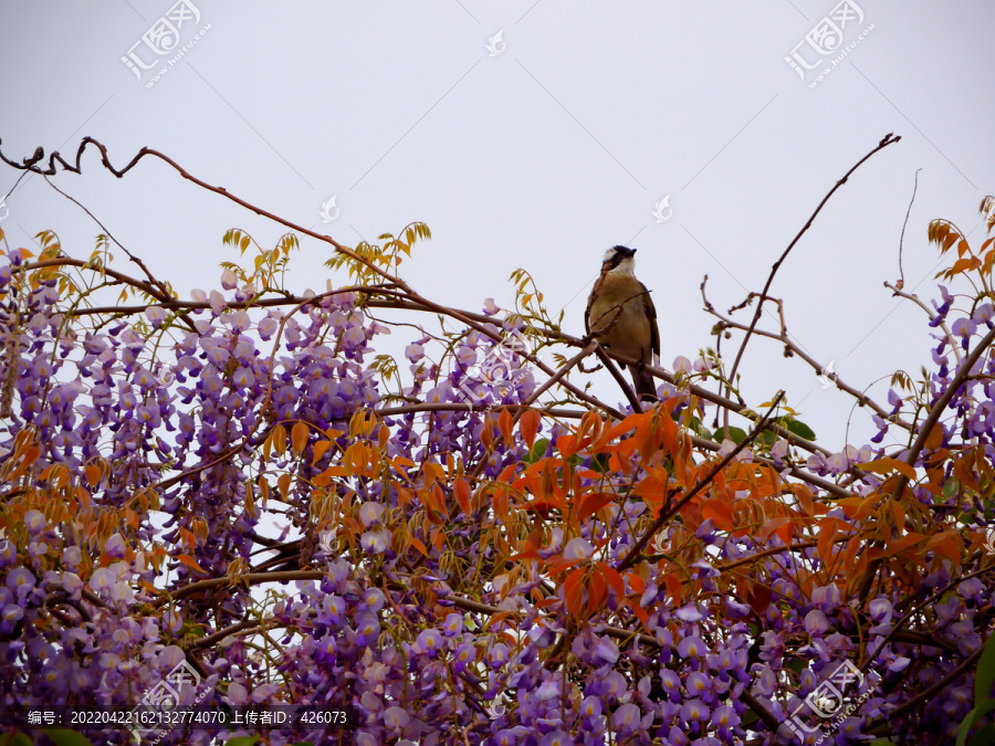 鸟儿在紫藤花中鸣唱