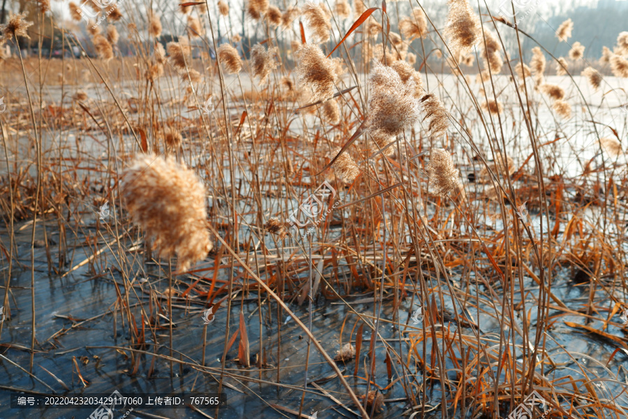 冬季池塘芦苇花落日