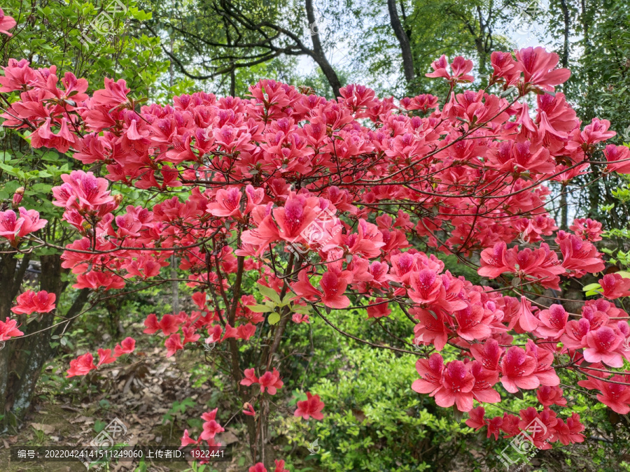 红色杜鹃花