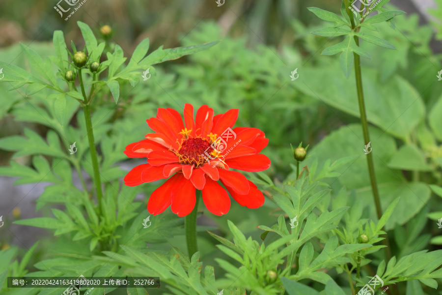 百日菊