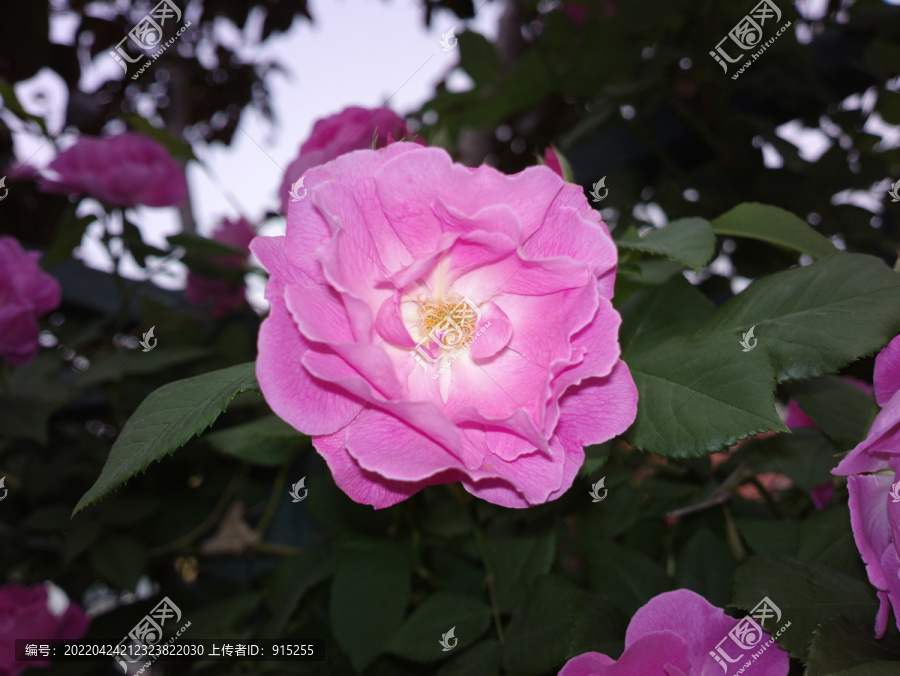蔷薇花