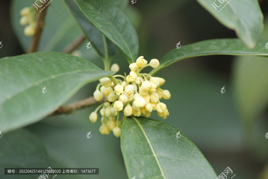 桂花