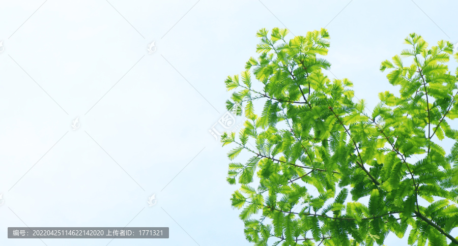 绿叶树枝边框
