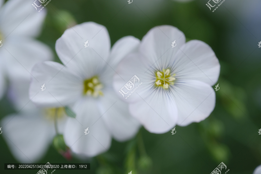 白色亚麻花