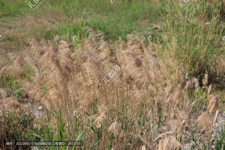 芦花