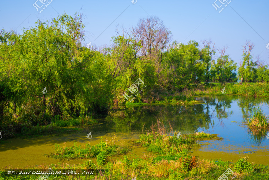 绿色湿地