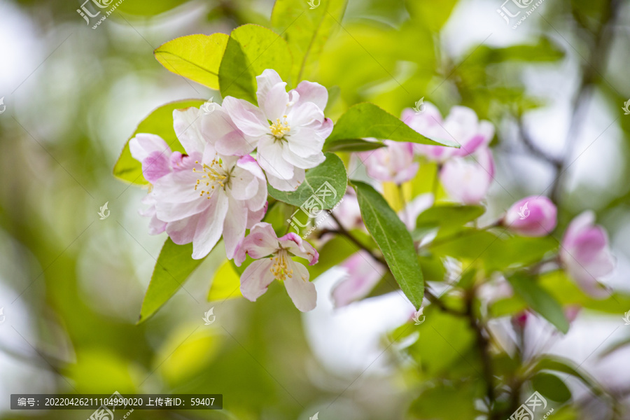 粉色西府海棠花