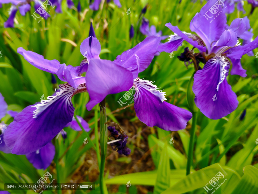 鸢尾花