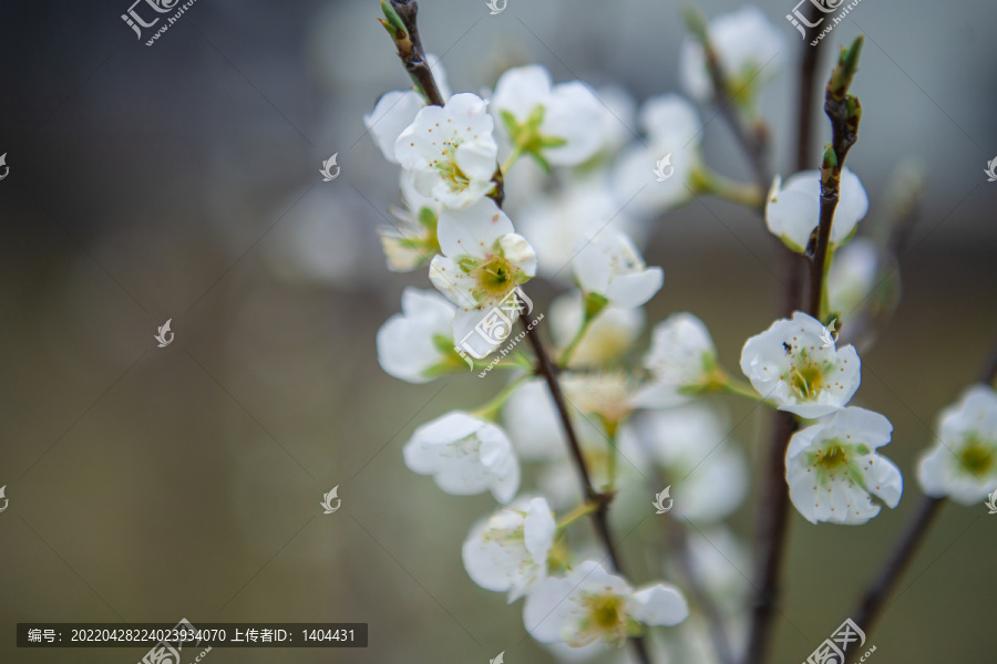 树上的梨花