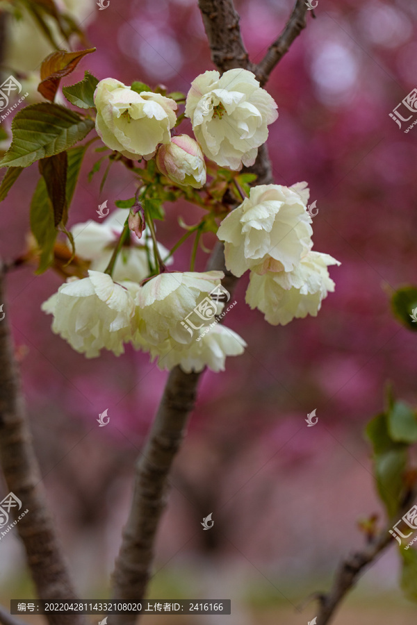 樱花特写