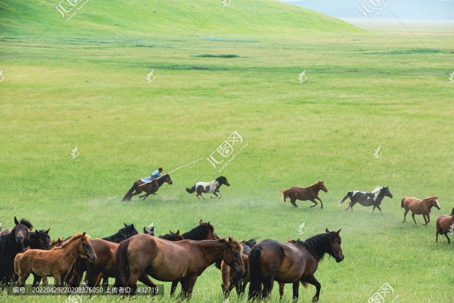 夏季呼伦贝尔草原蒙古族套马