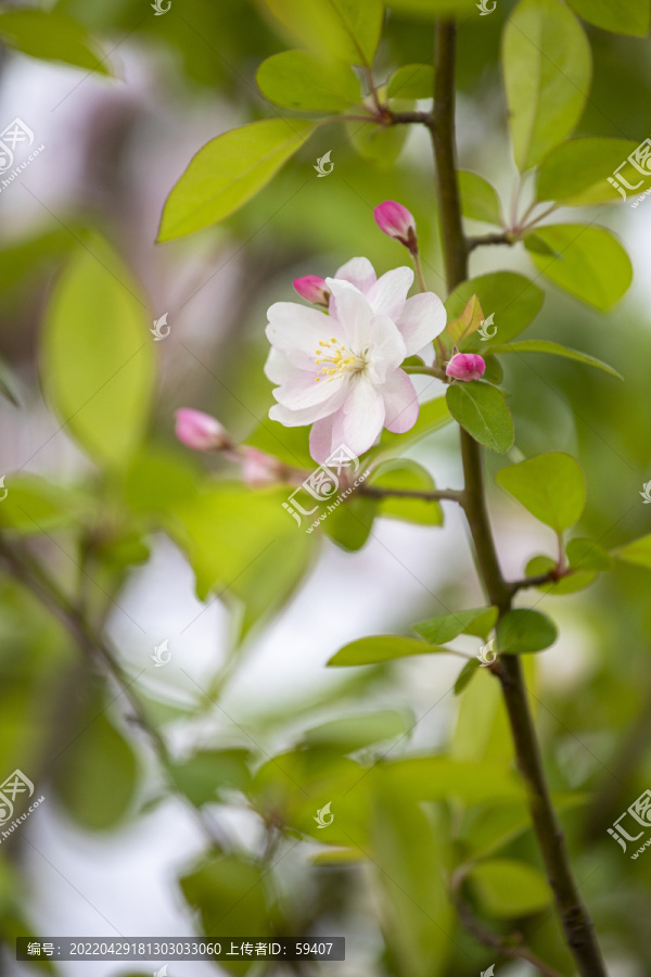 粉色的西府海棠花