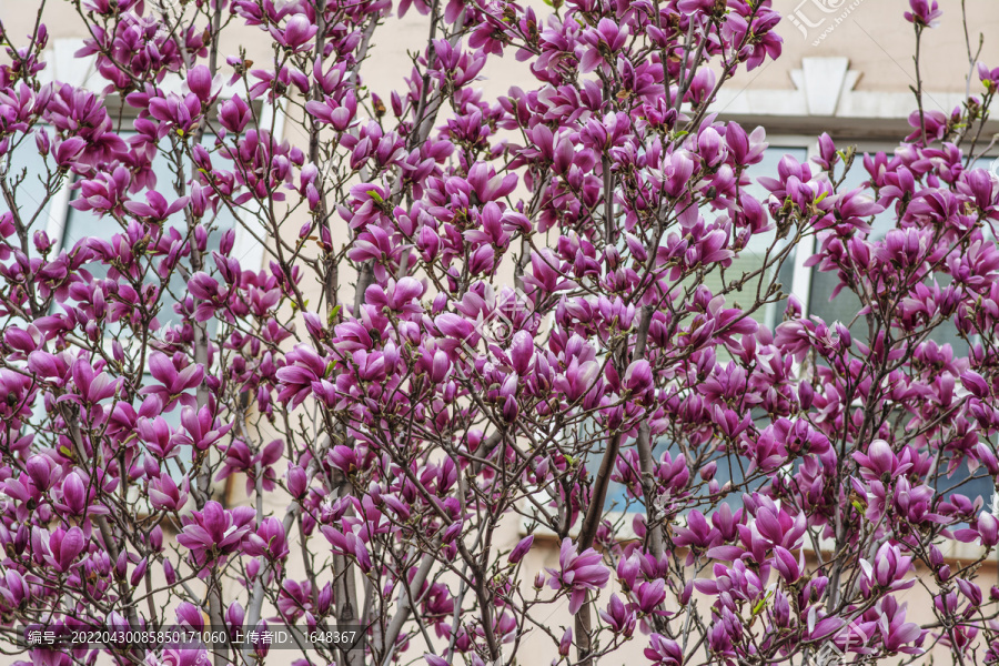 树上一大片盛开的紫玉兰花
