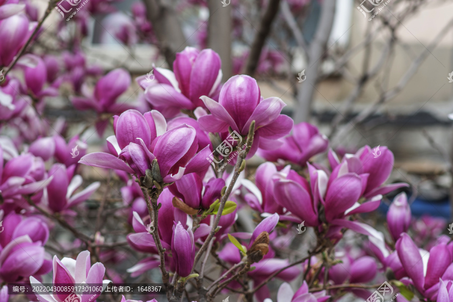 树上一朵朵盛开着的紫玉兰花