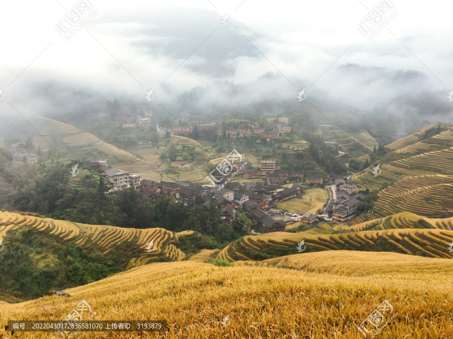 大雾中金黄梯田中的村庄俯视图