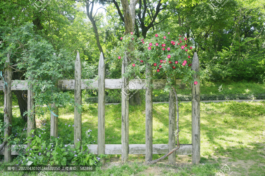 木篱笆与蔷薇花