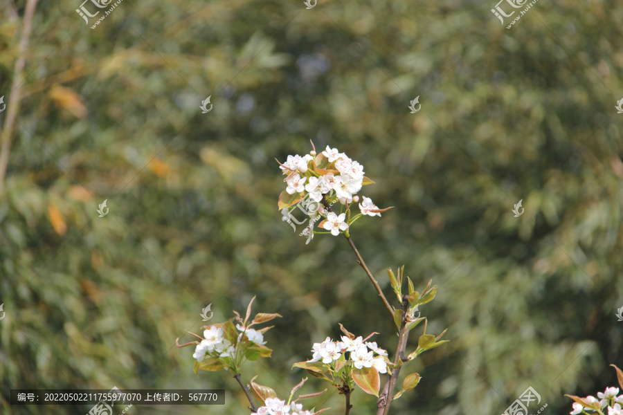 桃花