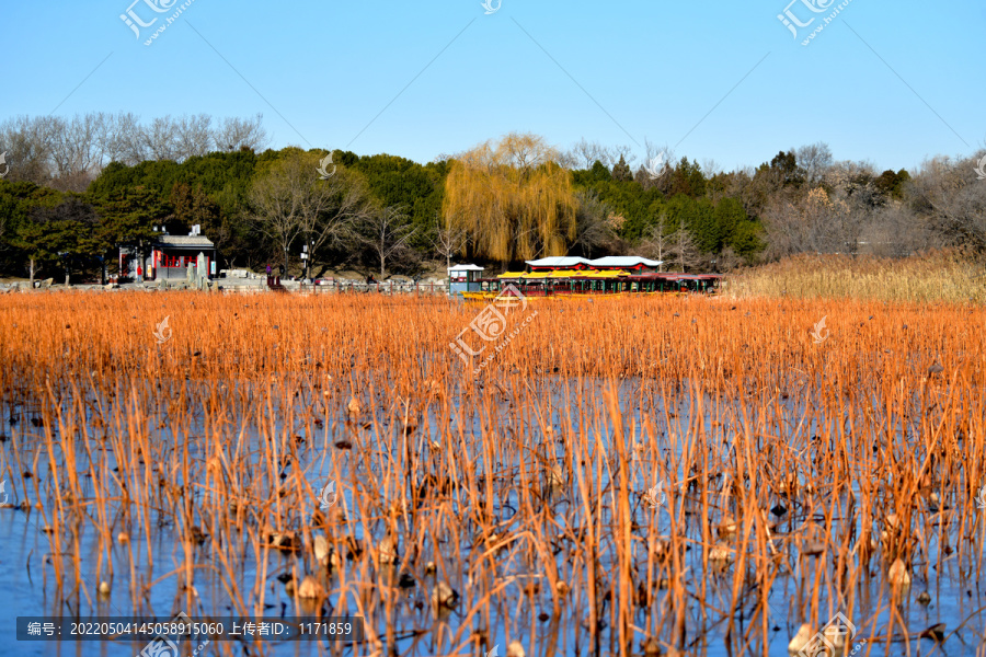 湖岸冬韵