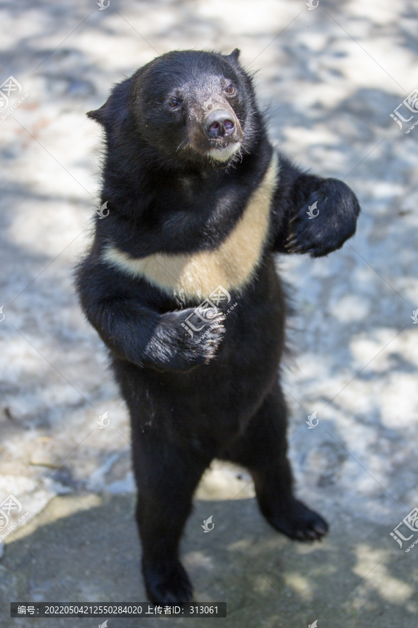 亚洲黑熊