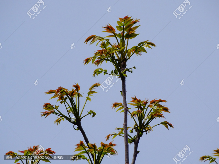 香椿芽