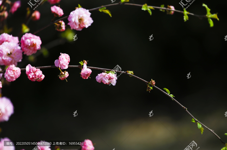 迎春花