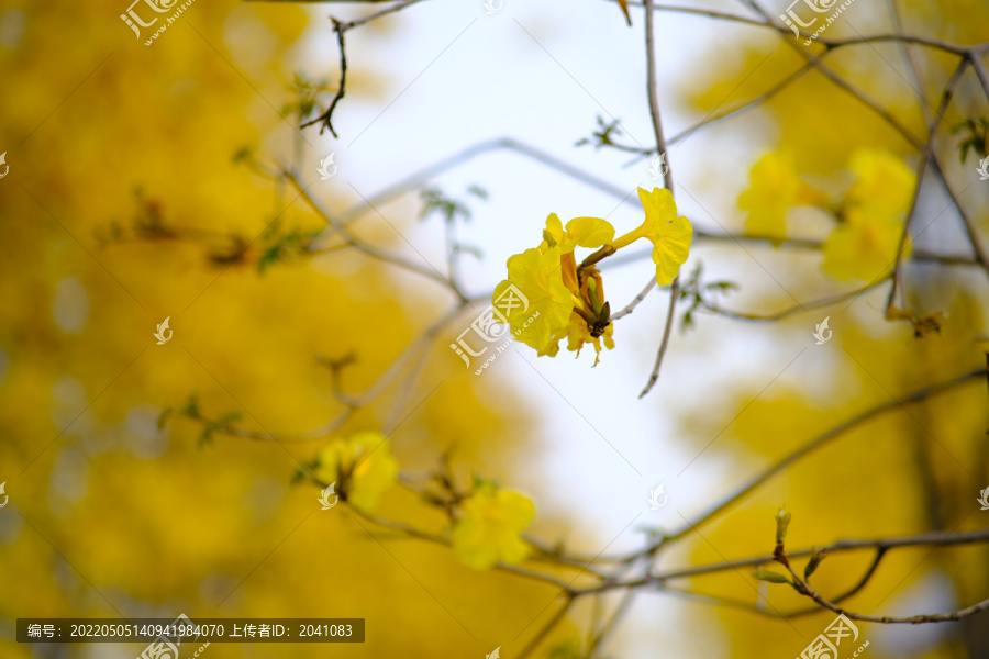 黄风铃花