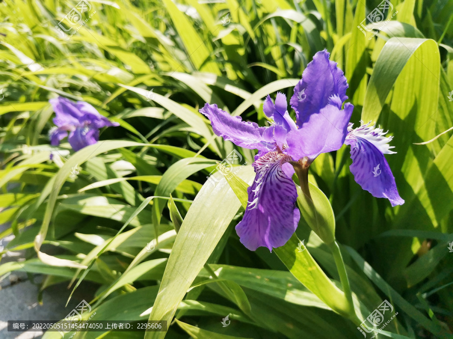 鸢尾花