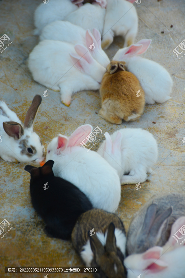 一群垂耳兔