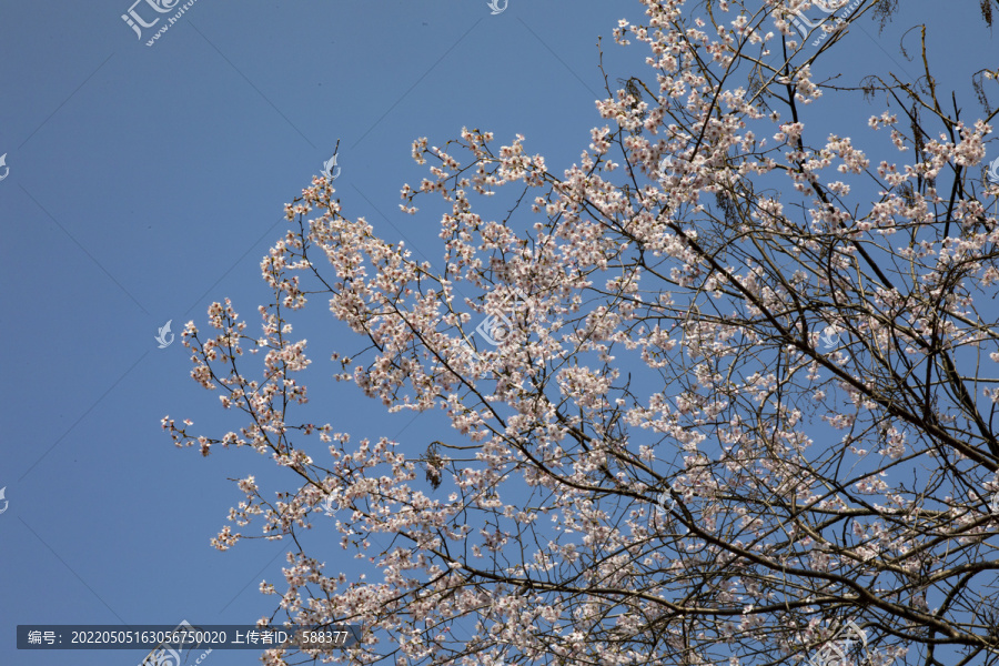 大山里的野樱花